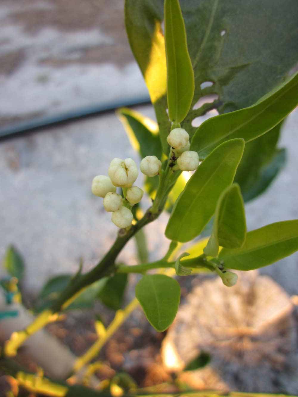              Inflorescence (Winter Haven, FL)       